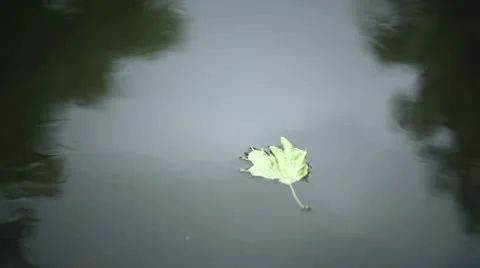 Leaf 動画素材 10685146