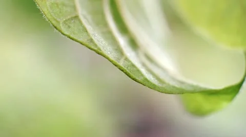 Leaf Video stock 10893305