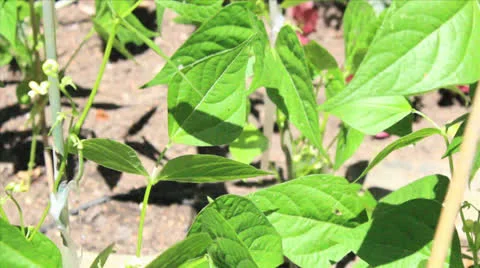 Leaf Stock Footage 25690401