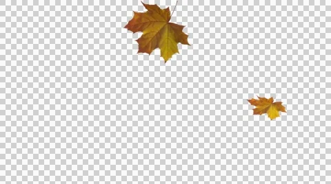 Leaf Stock Footage 41462232
