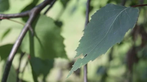Leaf Stock Footage 51351058
