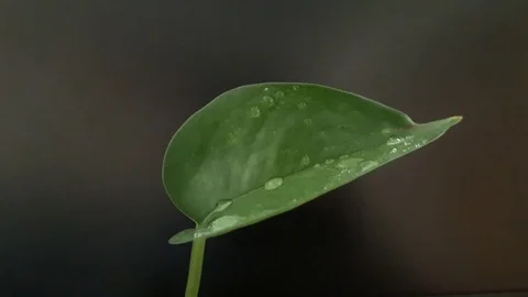 Leaf Stock Footage 77411759