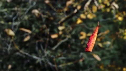 Leaf  Stock Footage 84655317
