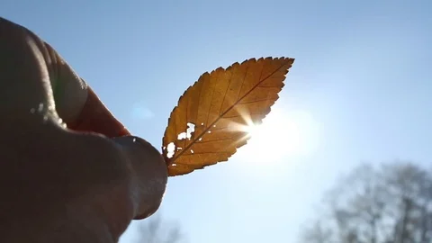 Leaf Stock Footage 95961182