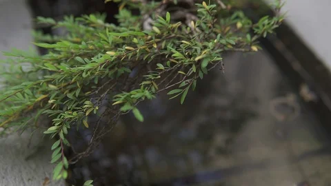 Leaf Stock Footage 104584522