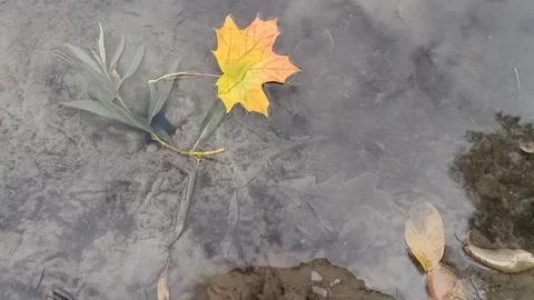 Leaf Stock Footage 140450825