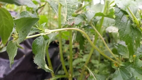 Leaf Stock Footage 154192191