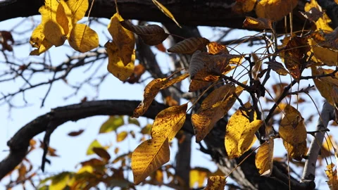 Leaf Video stock 164884127