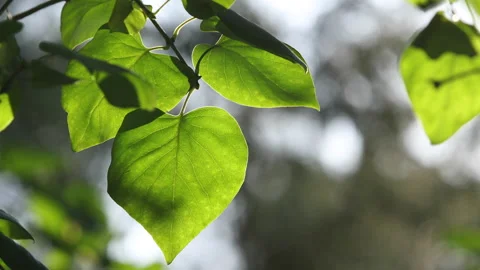 Leaf Video stock 164947692