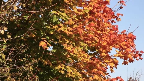 Leaf Stock Footage 166892825