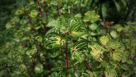 Leaf Stock Footage 170635769