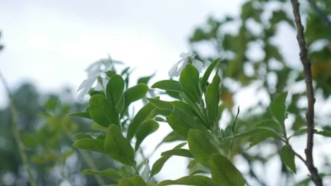 Leaf Video stock 171127072