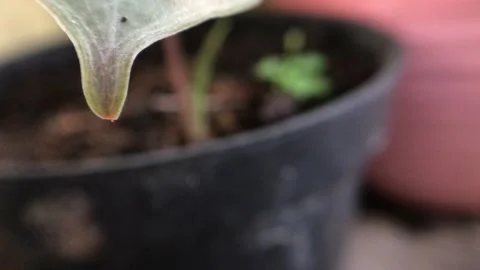 Leaf Stock Footage 194309906