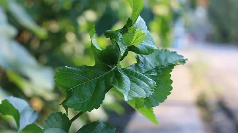 Leaf Stock Footage 204031304