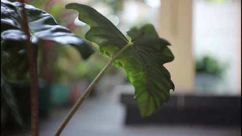 Leaf Stock-Footage 216239500