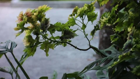 Leaf Stock-Footage 216266616