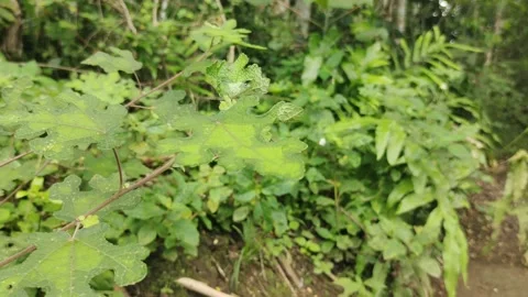 Leaf Stock Footage 220394657