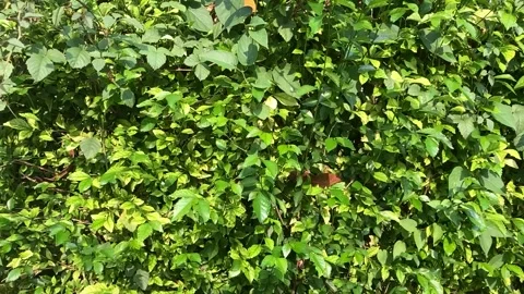 LEAF Stock Footage 273054370