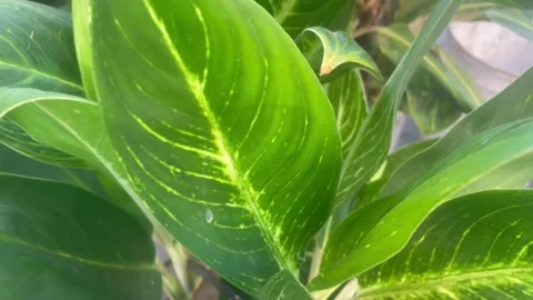 The leaf Stock Footage 285743884