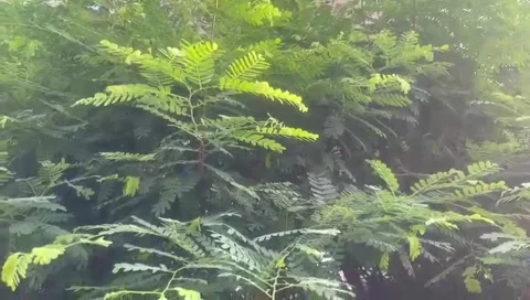 The leaf Stock Footage 288914751