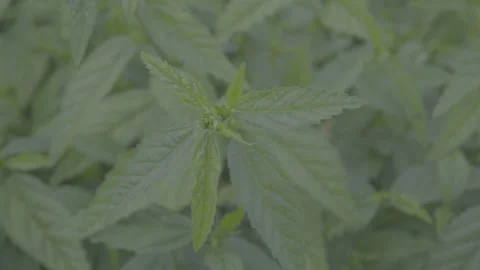 Leaf Stock Footage 308013486