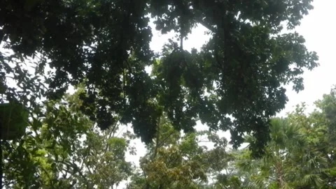 Leaf Stock Footage 327712872