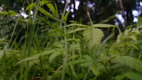 Leaf footage. Stock Footage 204808287