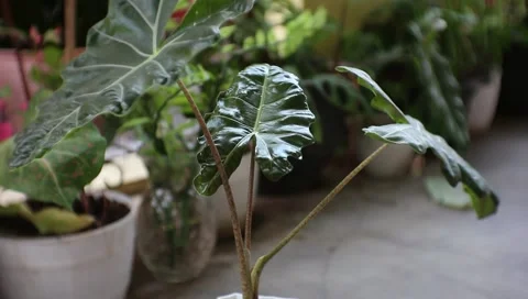 Leaf footage Stock Footage 216239217