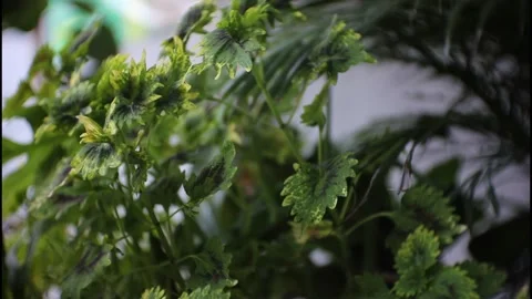 Leaf footage Stock Footage 216266473