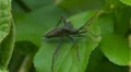 Leaf-footed Bug (Acanthocephala terminalis) 1 HD Footage