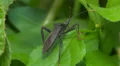 Leaf-footed Bug (Acanthocephala terminalis) 2 HD Footage