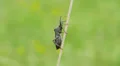 Leaf-footed Bug (Acanthocephala terminalis) 4 HD Footage
