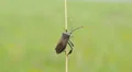 Leaf-footed Bug (Acanthocephala terminalis) 6 HD Footage