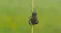 Leaf-footed Bug (Acanthocephala terminalis) 7 HD Footage