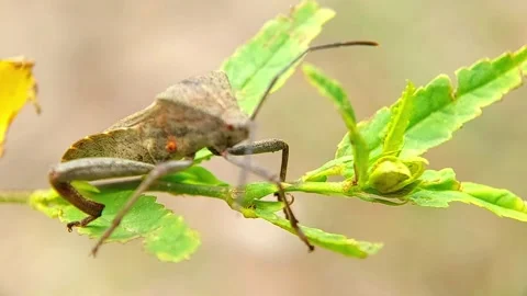Leaf-Footed Bug (Coreidae) Crawling on Green Stem 4K Slow Motion 库存影片 346278579