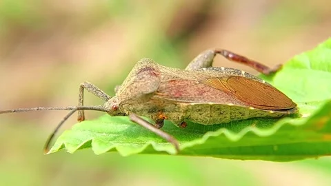 Leaf-Footed Bug (Coreidae) Perching on Green Leaf 4K Slow Motion Stock Footage 346278605