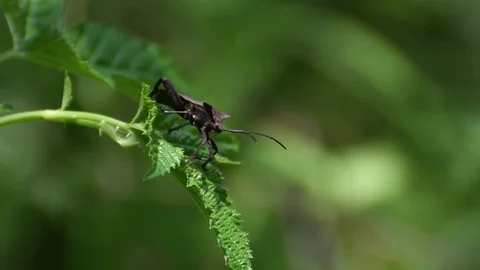 Leaf-footed bug crawling Stock Footage 83147390