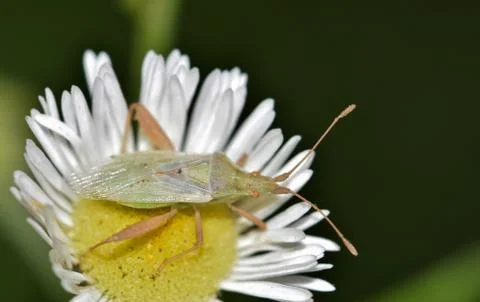 Leaf Footed bug on a Daisy flower. Foto stock