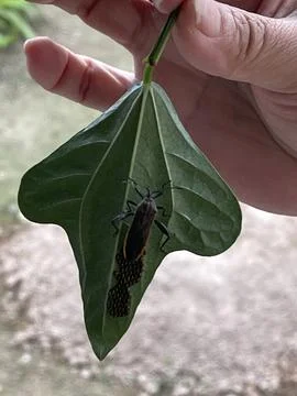 Leaf Footed Bug with Eggs on Leaf Foto stock