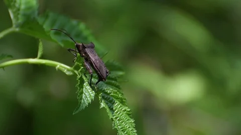 Leaf-footed bug flying Stock Footage 83147395