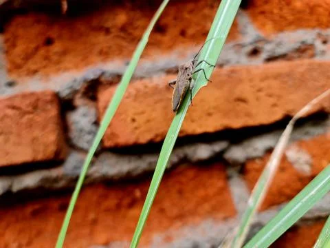 Leaf footed Bug on Green Grass Blade with Red Brick Wall Background Foto stock