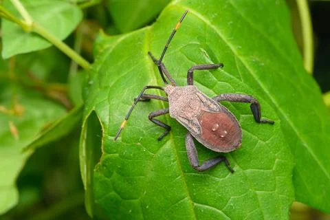 Leaf-Footed Bug on Green Leaf, Satara, Maharashtra Stock Photos