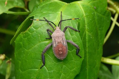 Leaf-footed Bug on Greenery, Satara, Maharashtra Stock Photos