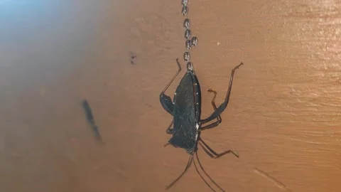 Leaf-footed Bug Laying Chain of Eggs on Textured Wall Stock Footage 345573962