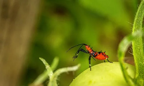 Leaf-Footed Bug (Leptoglossus pyllopus) nymph in a garden. Dominica Stock Photos
