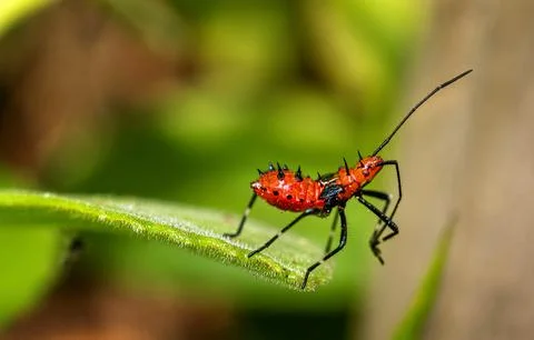 Leaf-Footed Bug (Leptoglossus pyllopus) nymph in a garden. Dominica, Eastern Stock Photos