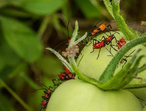 Leaf-Footed Bug (Leptoglossus pyllopus) nymph in a garden. Dominica, Eastern Stock Photos