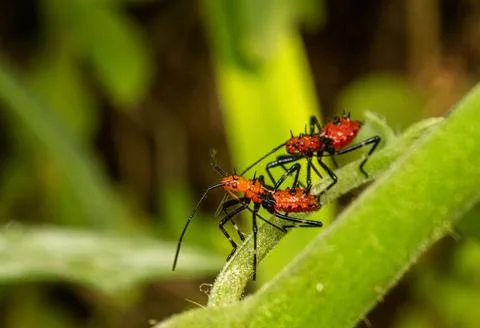 Leaf-Footed Bug (Leptoglossus pyllopus) nymph in a garden. Dominica, Eastern Stock Photos
