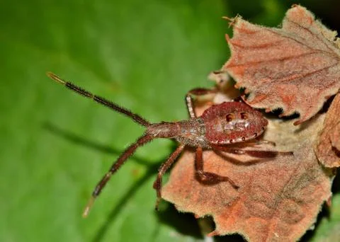 Leaf-Footed Bug Nymph Stock Photos