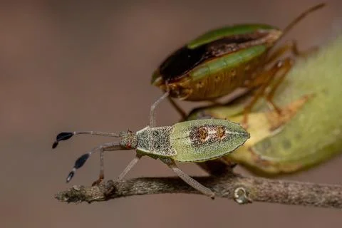 Leaf-footed Bug Nymph Foto stock